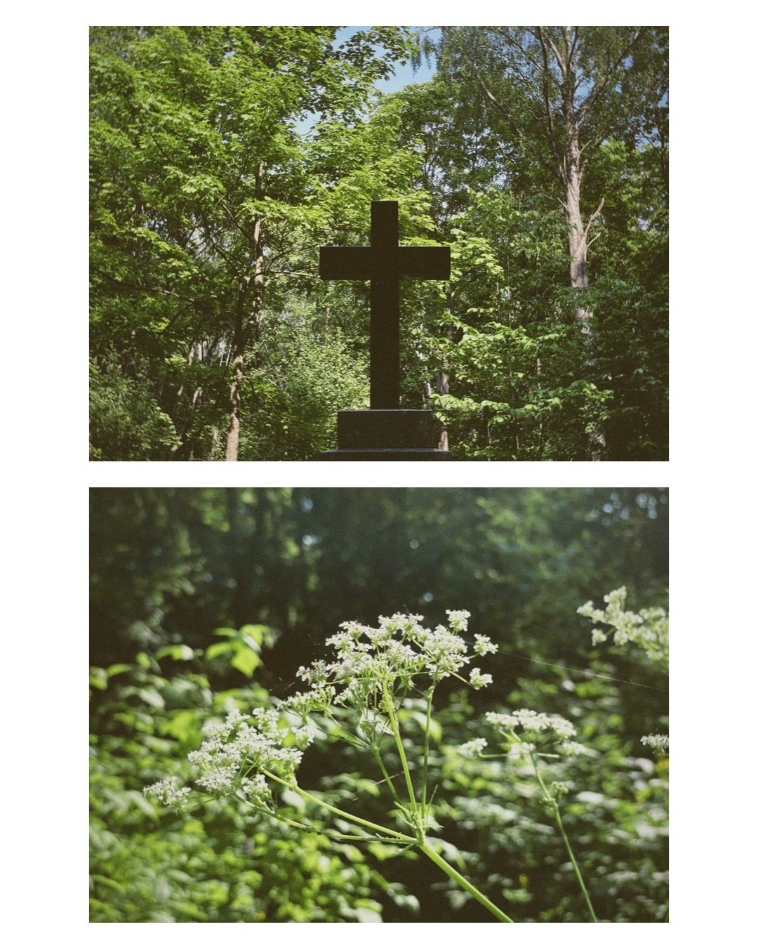 Vyborg. Alina Panover