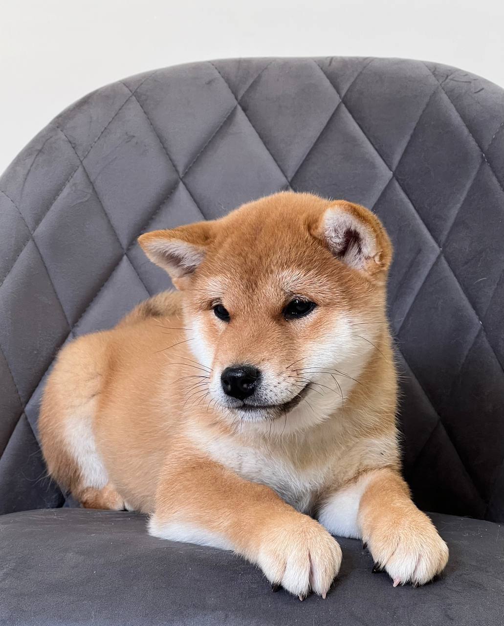 сиба питомник Рубилайт щенки на продажу rubylight  сиба щенки купить СПб Санкт-Петербург 