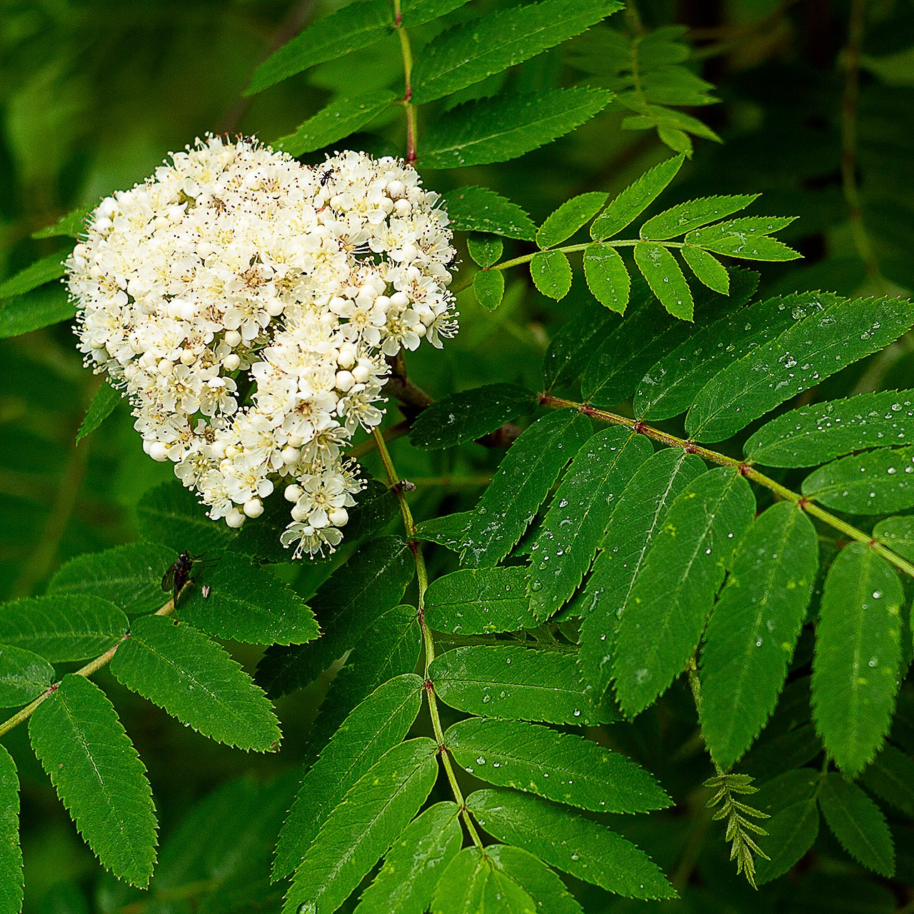 Деревья. Природа севера