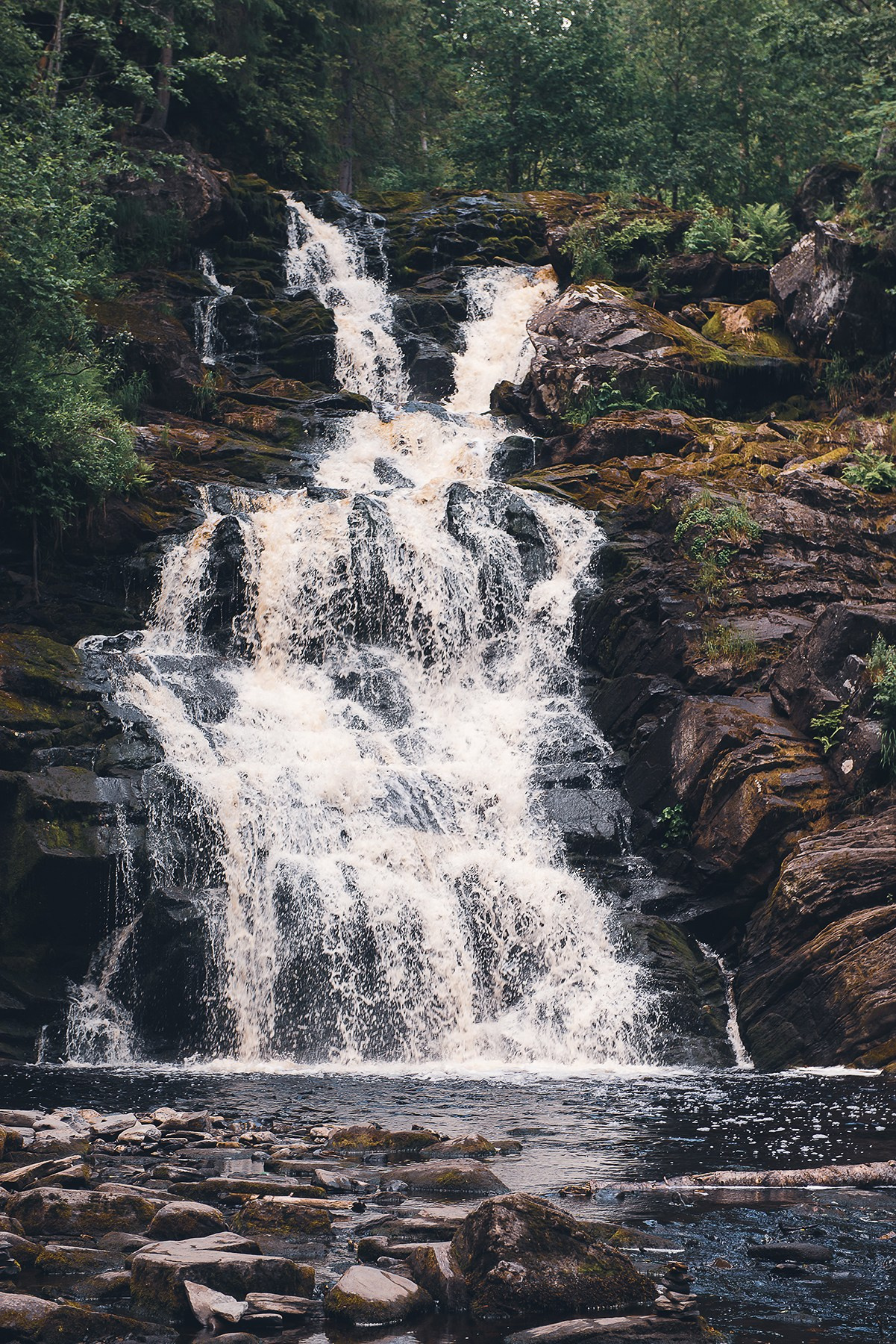 Карелия. Фотограф-анималист Наталья Светличная