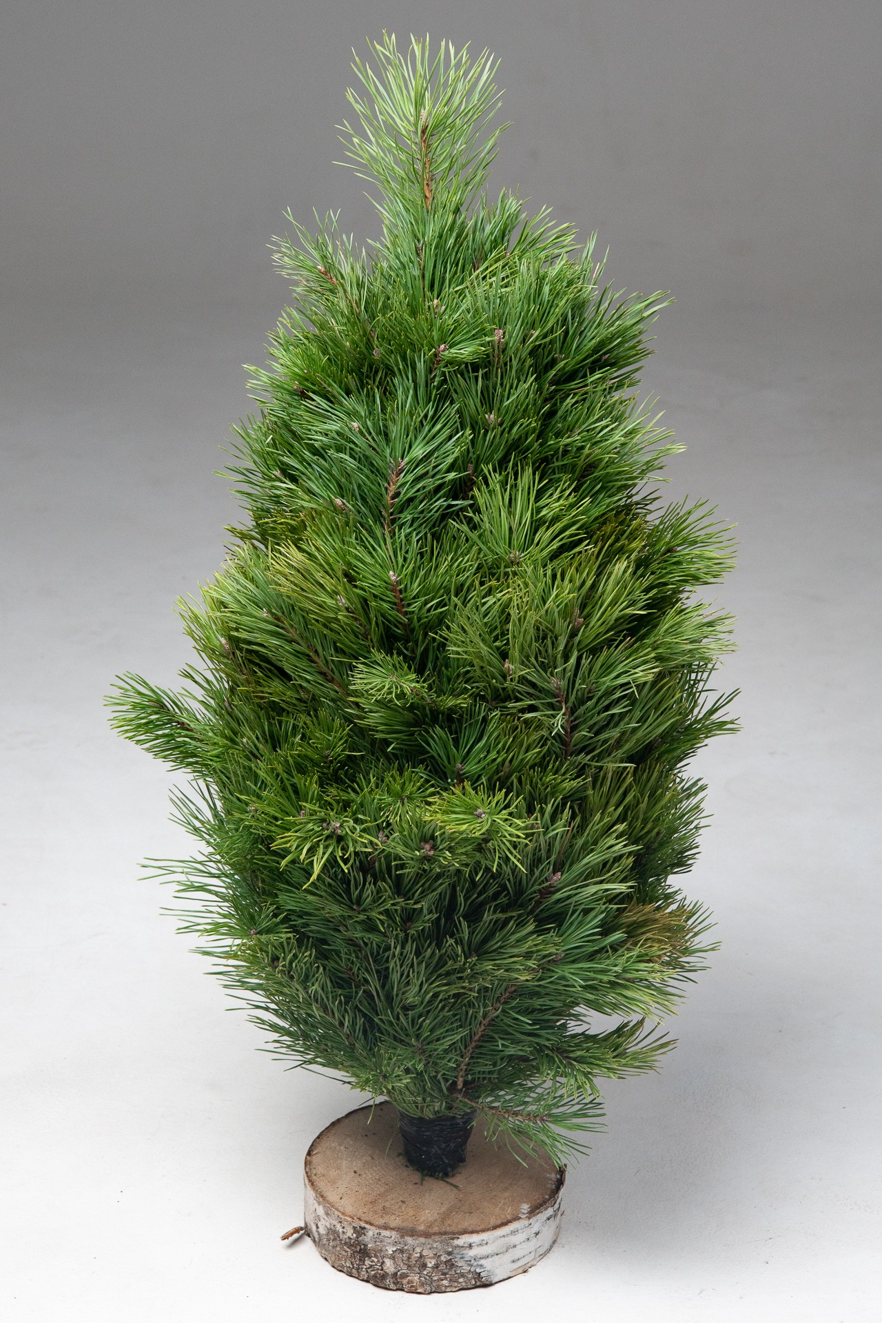 Предметная съемка елок. Фомина Елена Свадебный и семейный фотограф