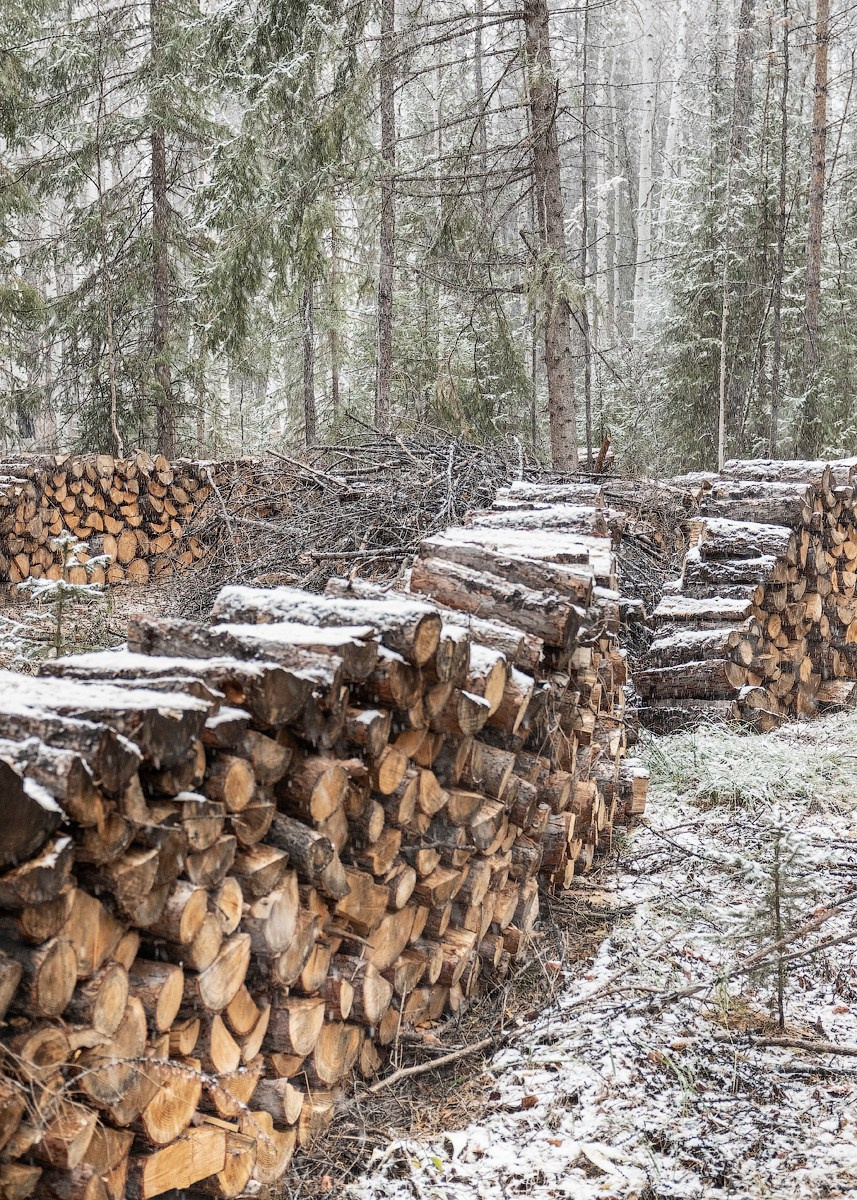 Атлас первого снега серия фотографий. Елена Аносова — художница и исследовательница, куратор и лектор