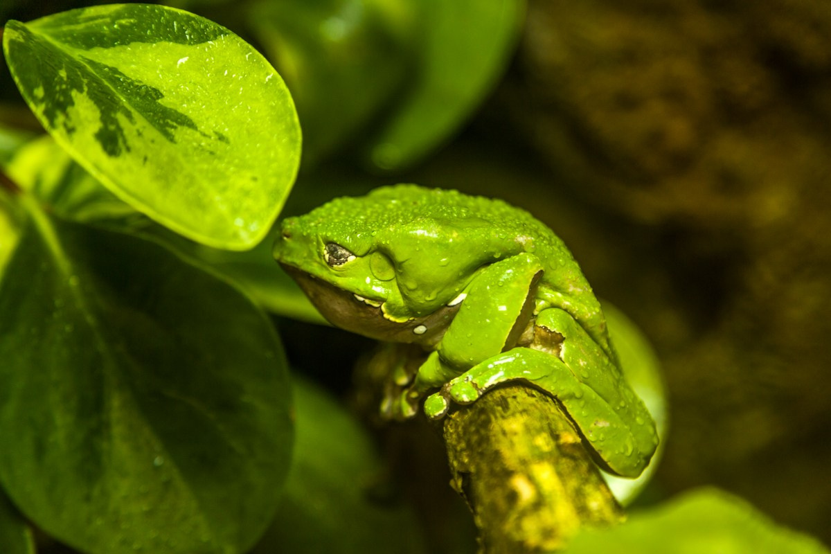 Wildlife photography. Photographer Kirill Sergeev | Moscow