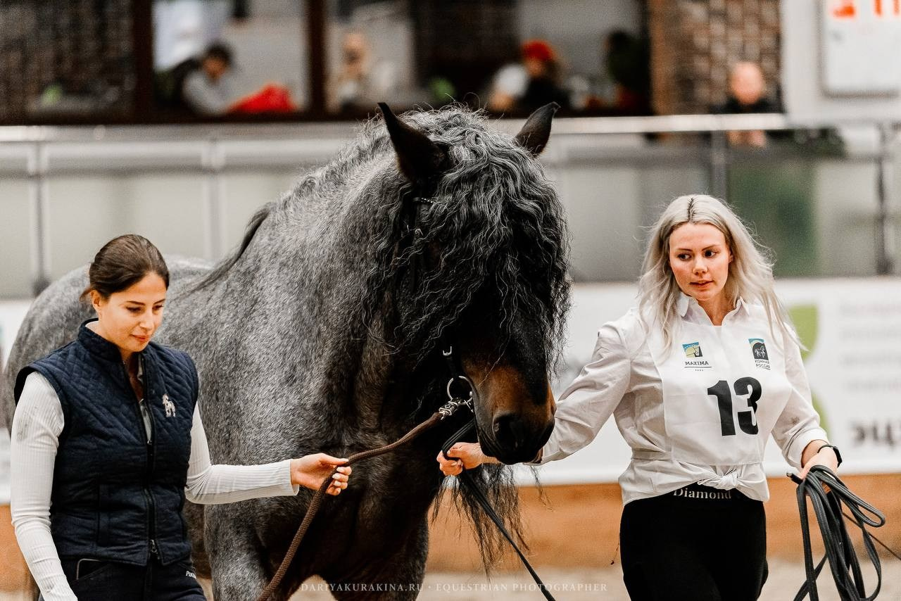 Ринг-выводка тяжелоупряжных пород ТИТАНЫ КОННОГО МИРА в рамках 9-й МЕЖДУНАРОДНОЙ ВЫСТАВКИ КОННАЯ РОССИЯ. Конный фотограф Куракина Дарья • Фотосессии с лошадьми