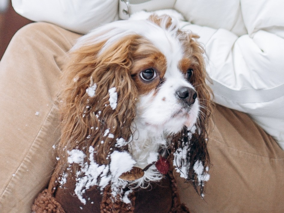 Дарси и Маша. Фотограф-анималист в Москве Кириллова Татьяна