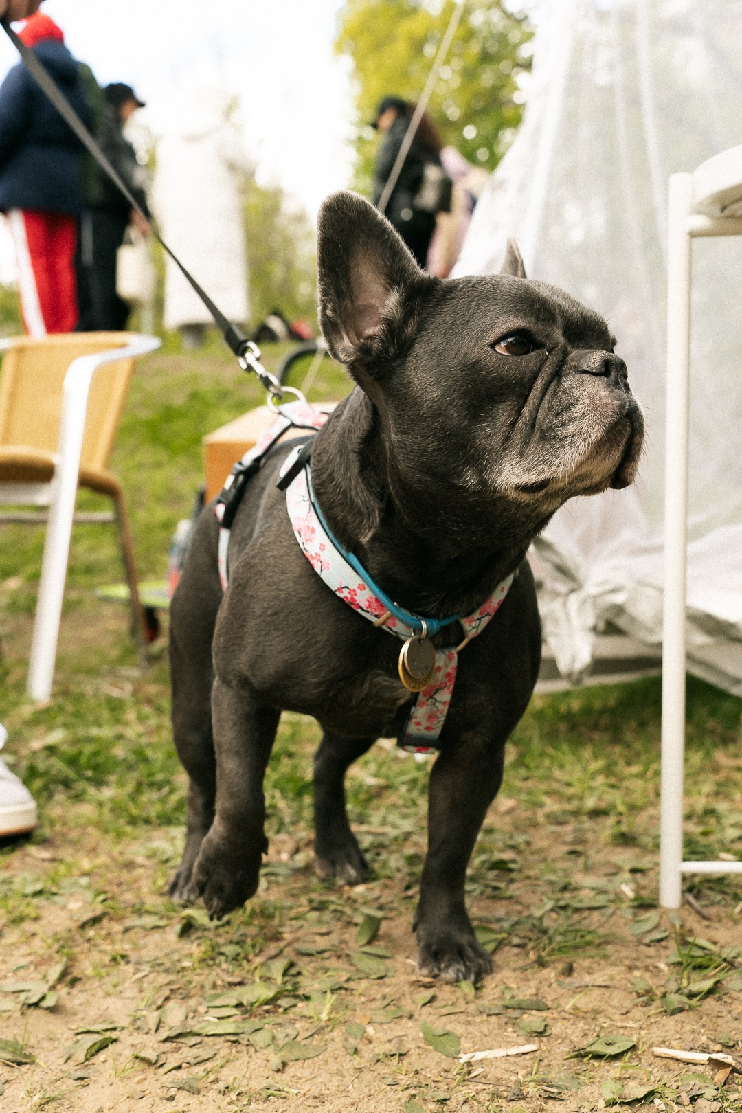 Парад Бульдогов. Axenov_eugene