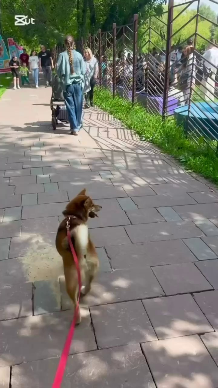 Сиба-встреча в Москве