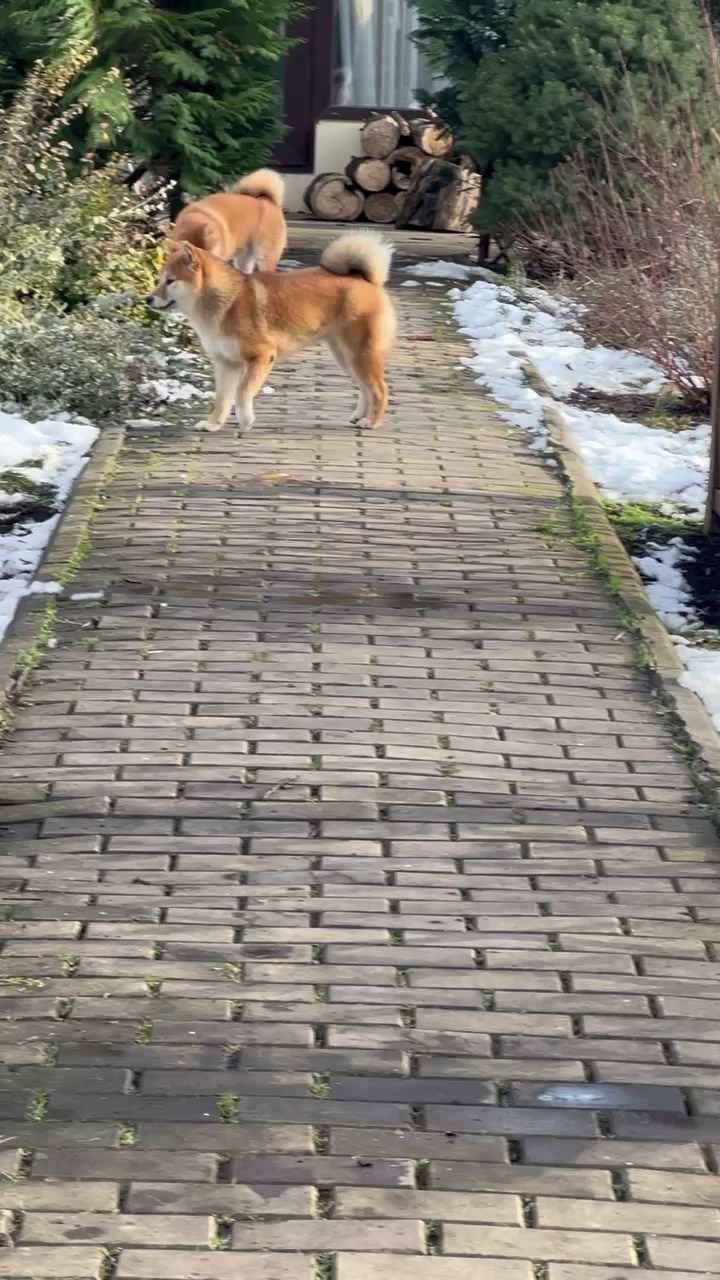 Сколько гуляет сиба