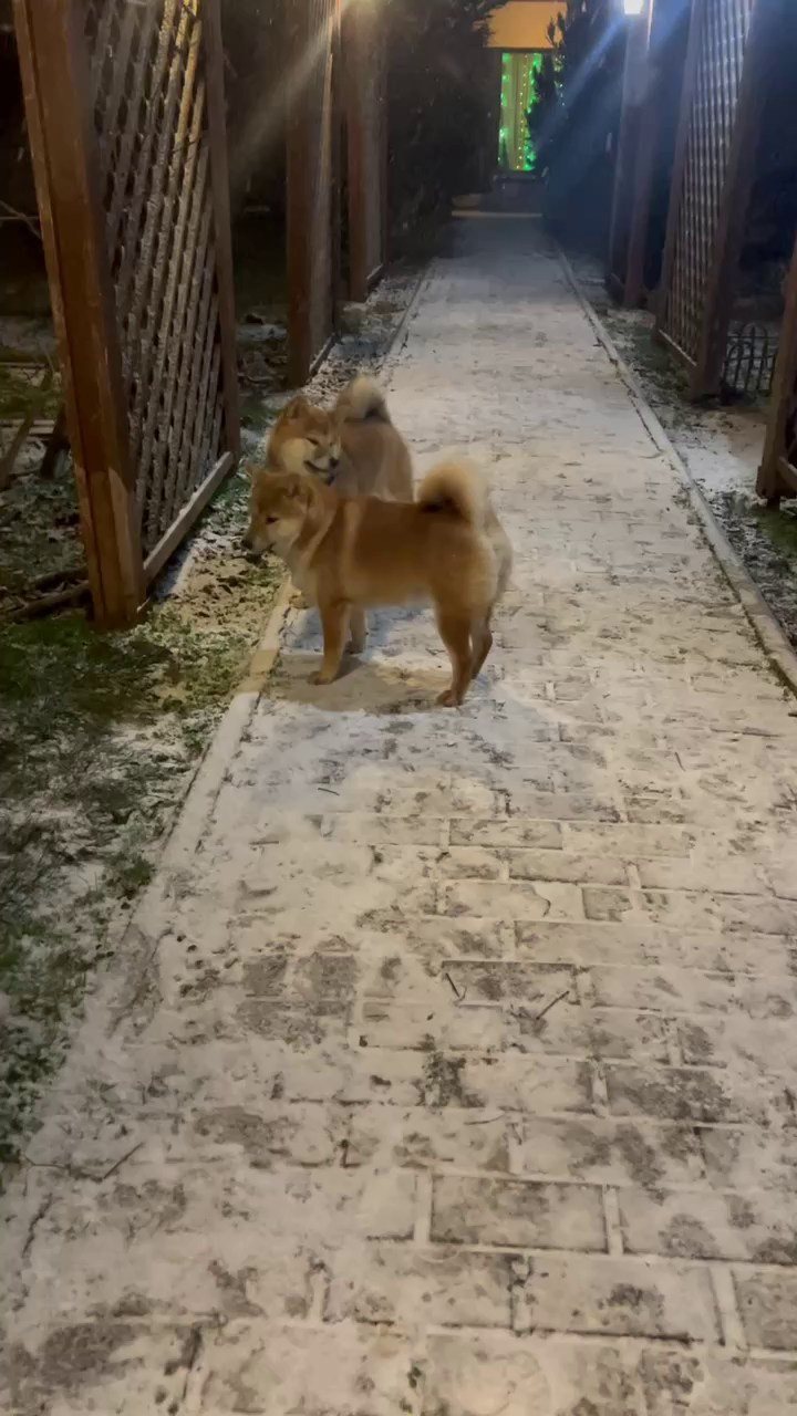 Сколько гуляет сиба