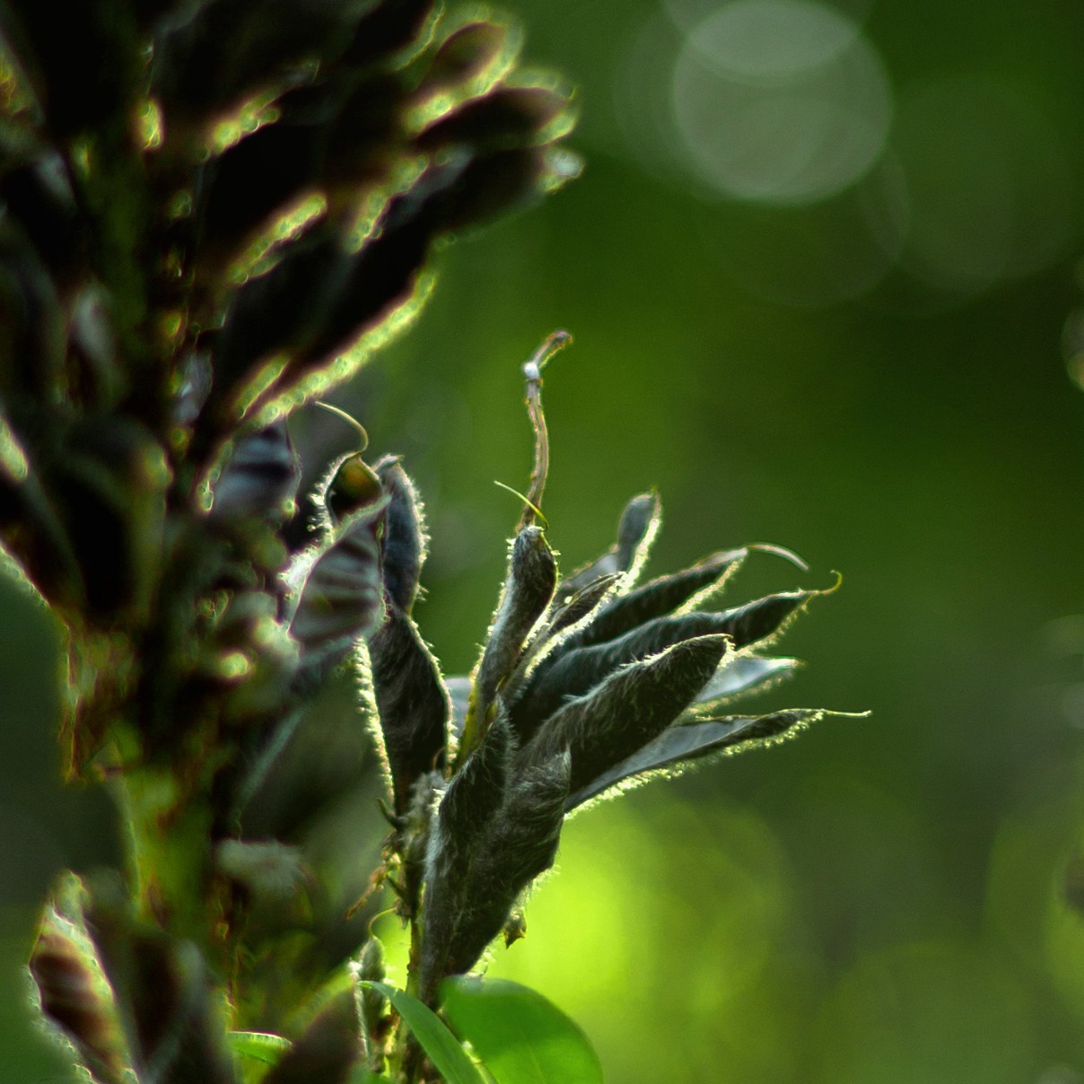 Просто красиво. Детский и семейный фотограф Барнаул Татьяна Губанова