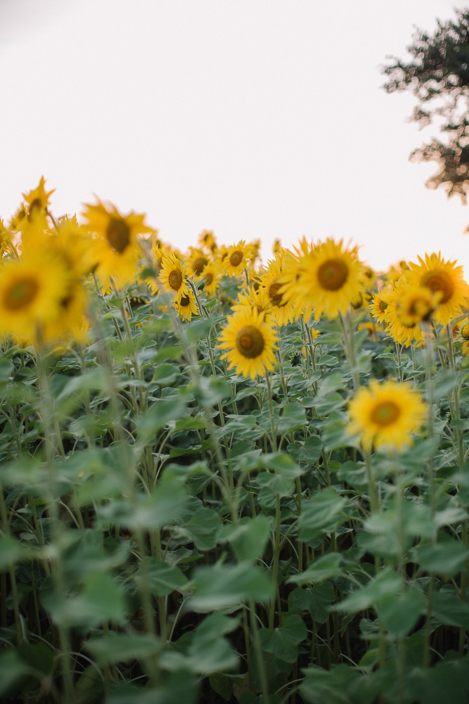 Арина. Свадебный, семейный фотограф Брянск, Москва — Виктория Антропова