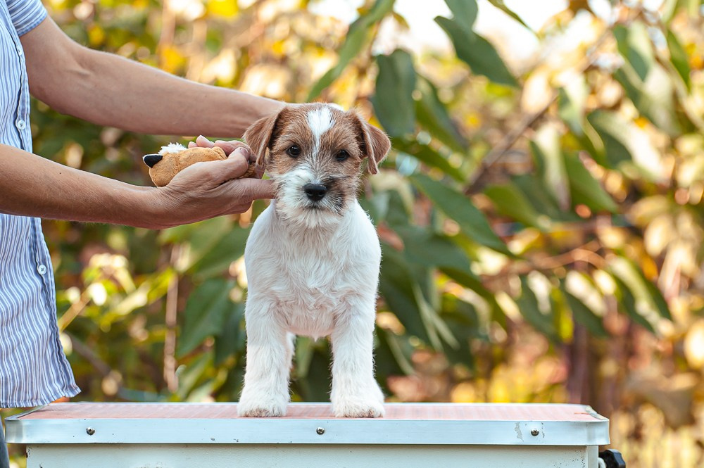 CANE MAESTRO SQUIRE. CANE MAESTRO — kennel Jack Russell Terrier