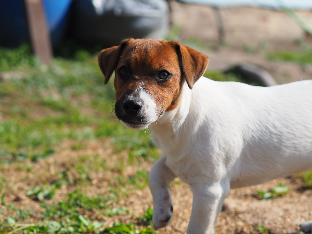 Мальчик 1 галерея. CANE MAESTRO — kennel Jack Russell Terrier