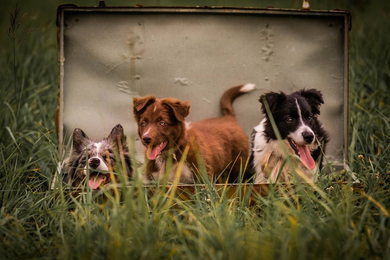 Фритсвит. Семейный фотограф Ефремова Виктория