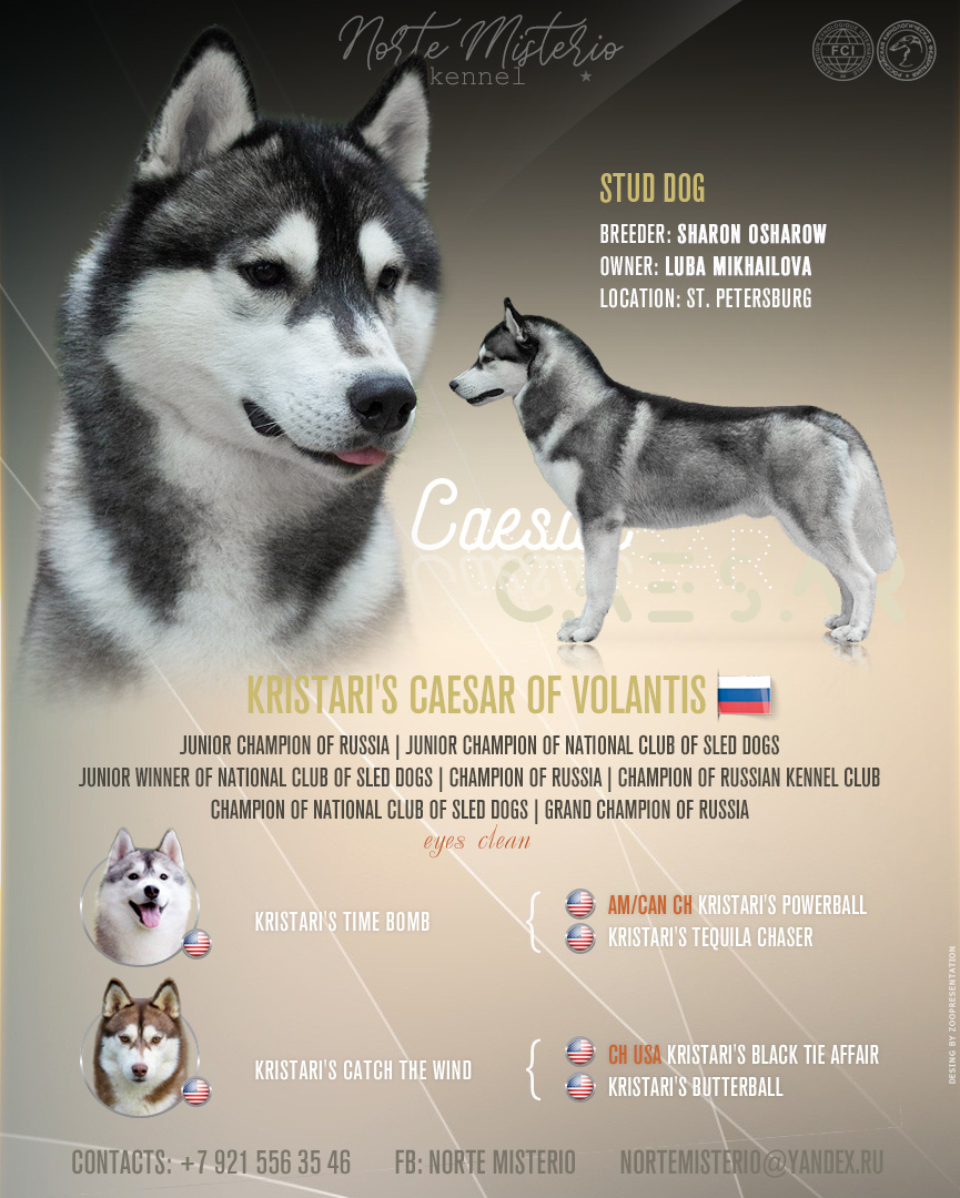 Презентация кобеля на вязки