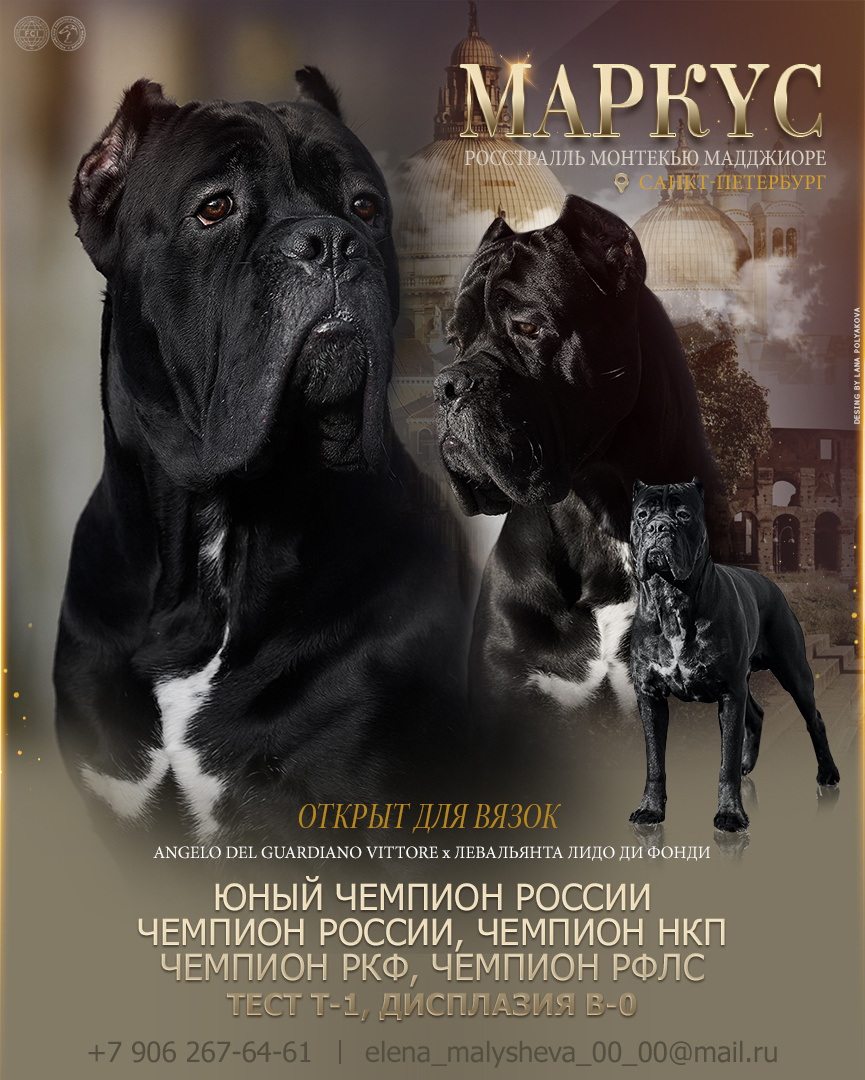 Презентация кобеля на вязки