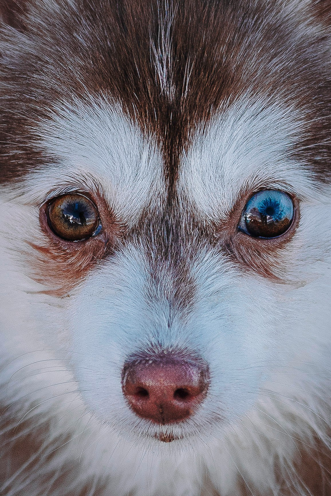 Катерина и Дрэка. Фотограф анималист в Спб недорого Олеся Майорова