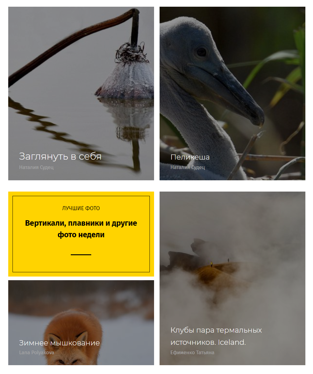 Выбор редакции на сайте National Geographic Россия. ФОТОГРАФ-АНИМАЛИСТ l LANA POLYAKOVA