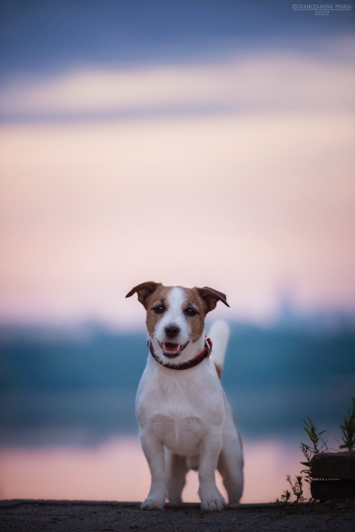 Фотограф-анималист. Фотограф собак в Москве и Московской области Иванушкина Мария