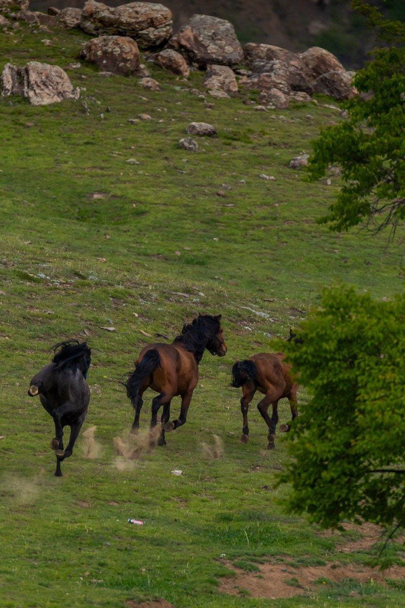 Животные. Photomantis