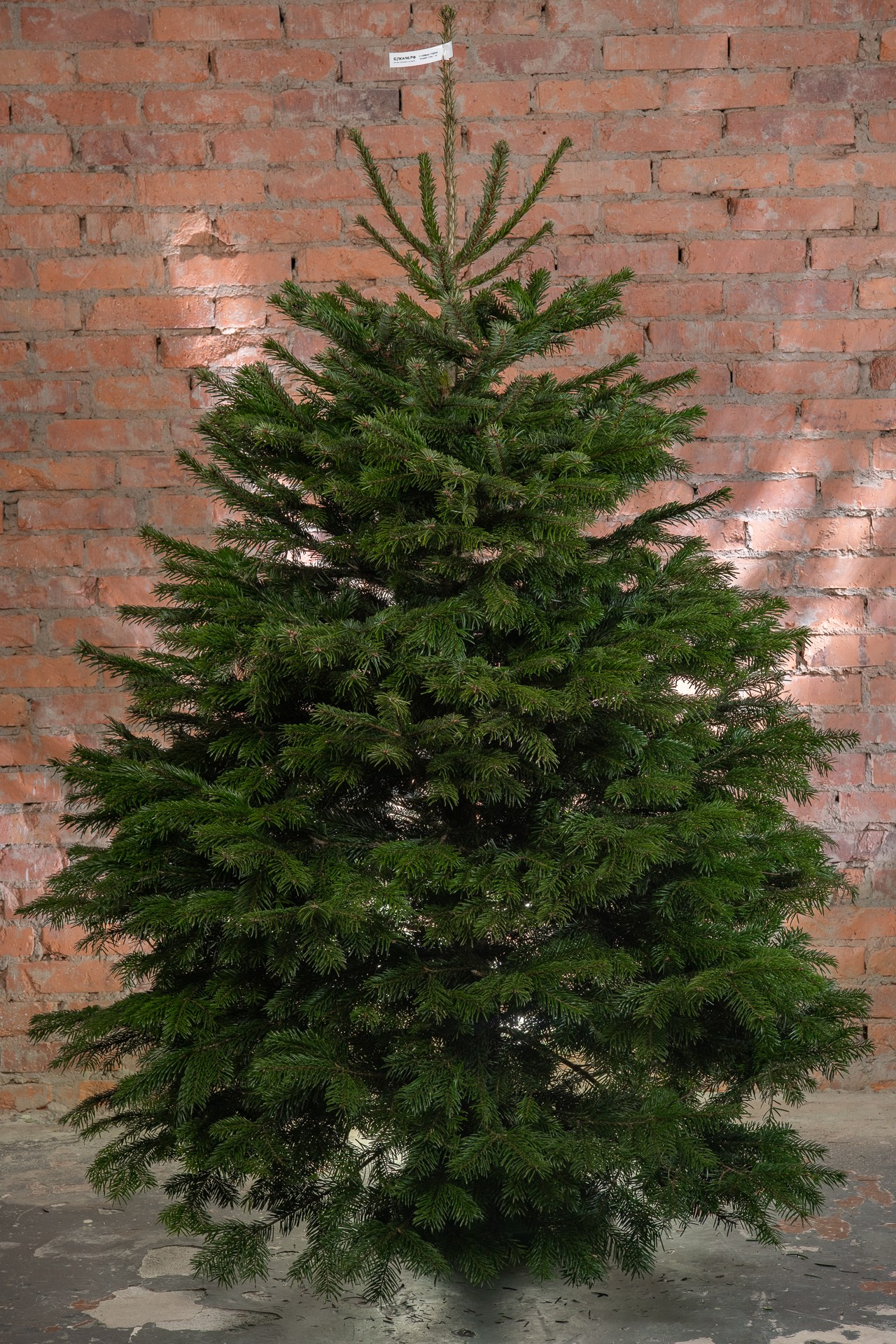 Предметная съемка елок. Фомина Елена Свадебный и семейный фотограф