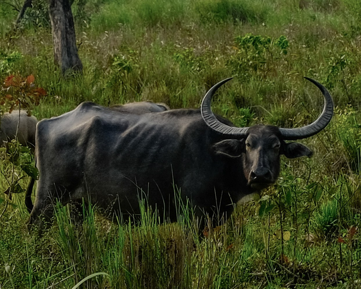 Ассам и Казиранга. Фотографии из путешествий