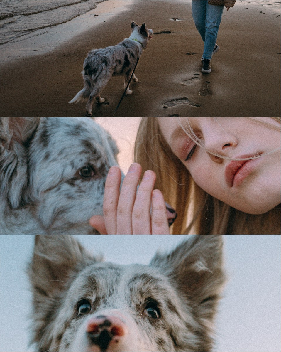 Света, Катрин и Умка. Фотограф анималист в Москве и Санкт-Петербурге Свиридова Анна