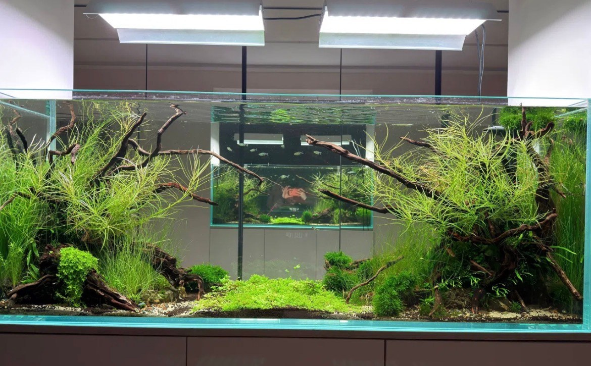 Работы учеников. Аквариумист Максим Ерёмин. Aqua Maxim