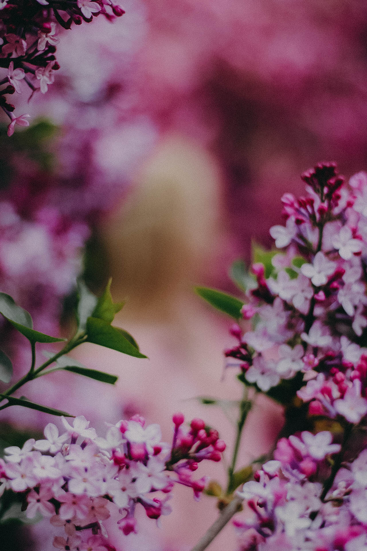 Прогулка. Фотограф Ионова Анастасия, г Владивосток