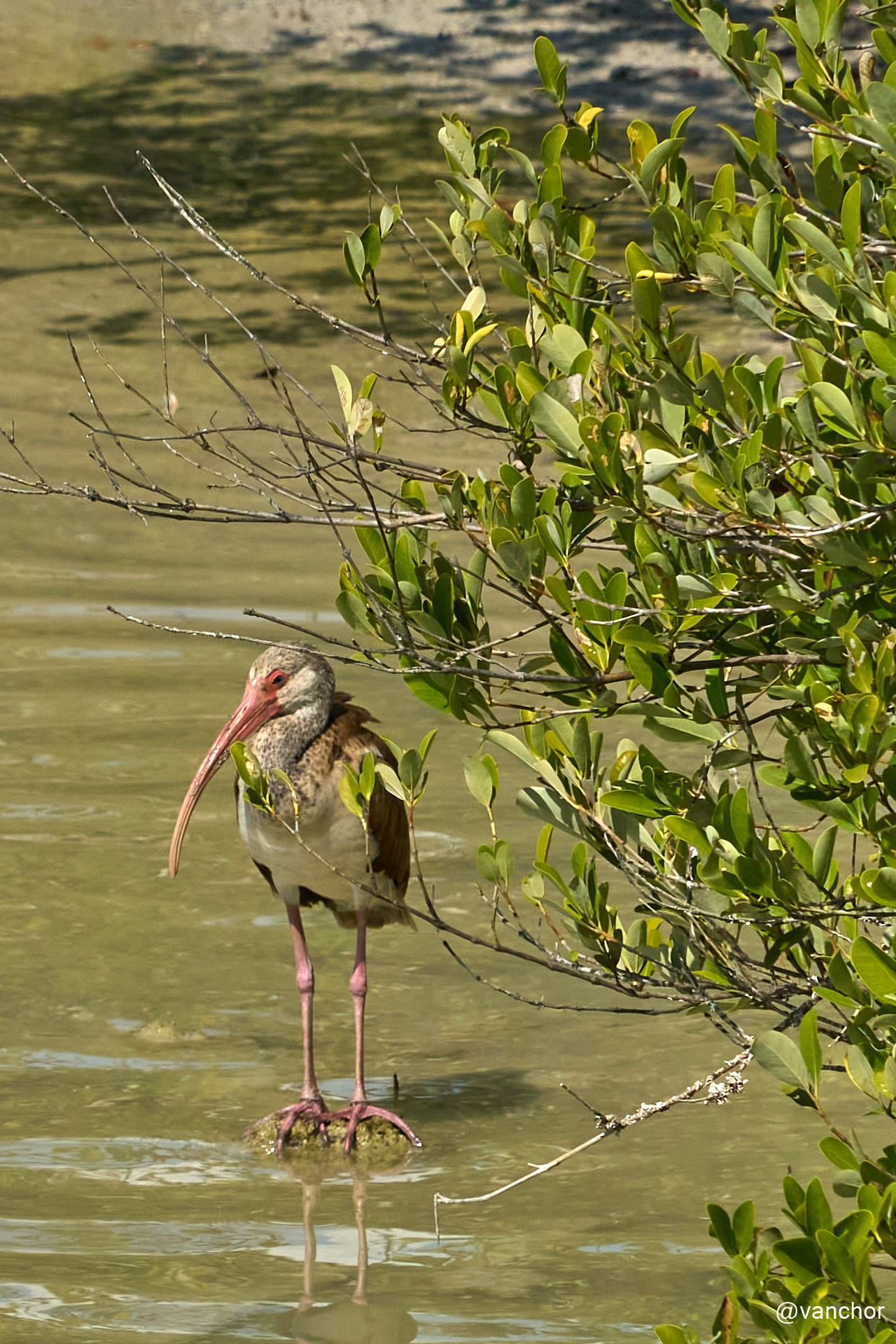 Куба. Сиенага де Сапата. Объектив бродяги