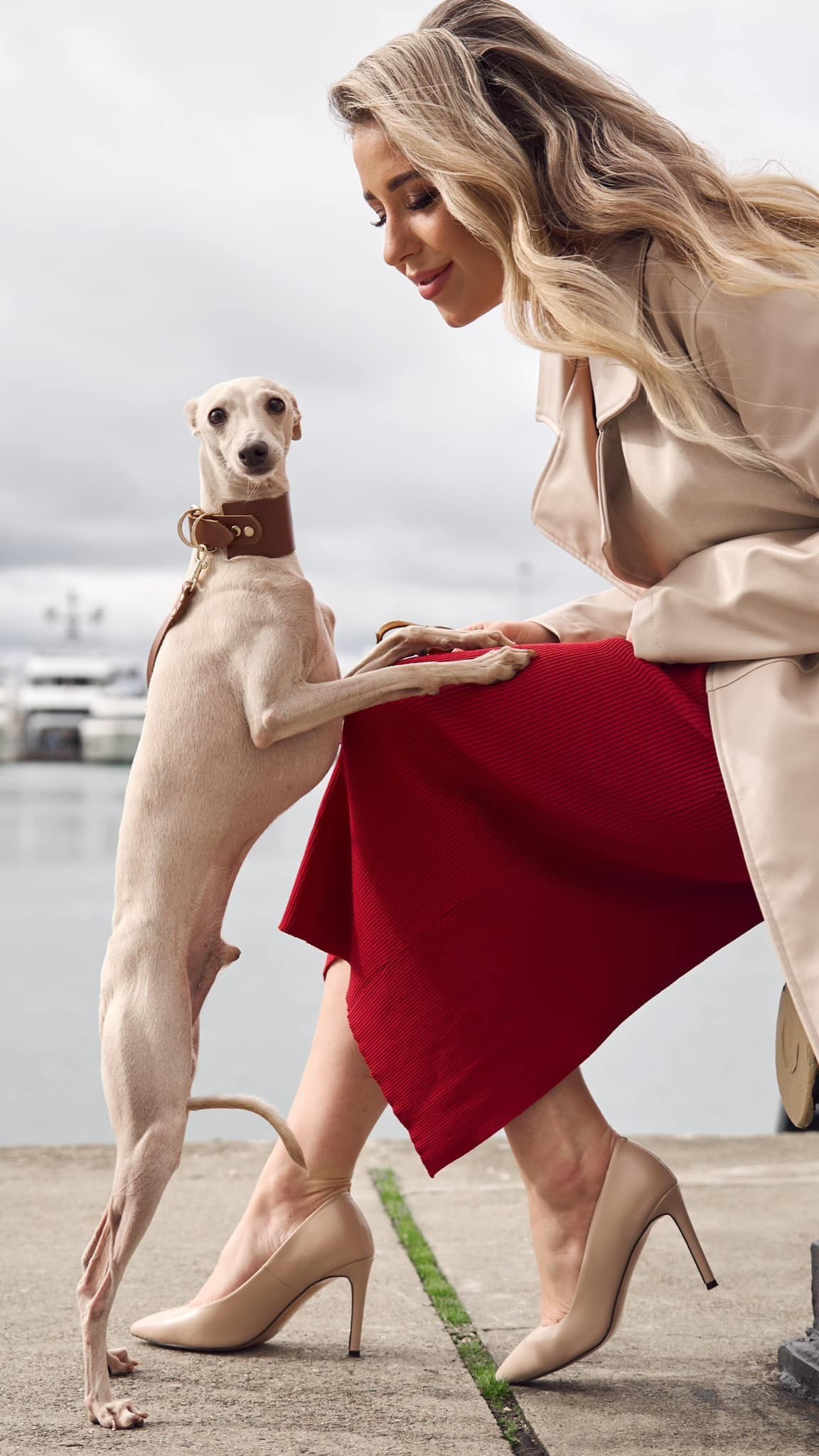 Asti Sapphire Tsezar Ruier Empire. Профессиональный питомник левреток РКФ/FCI ASTI SAPPHIRE 💎 Сочи|Санкт-Петербург