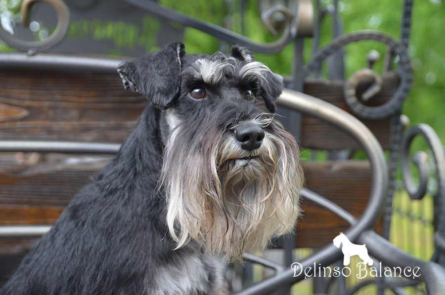 Дукат/Asson Ari Viko Etual. Питомник цвергшнауцеров в Беларуси «Делинсо Бэлэнс»
