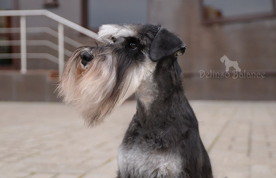 Сема/Delinso Balance Viserion. Питомник цвергшнауцеров в Беларуси «Делинсо Бэлэнс»