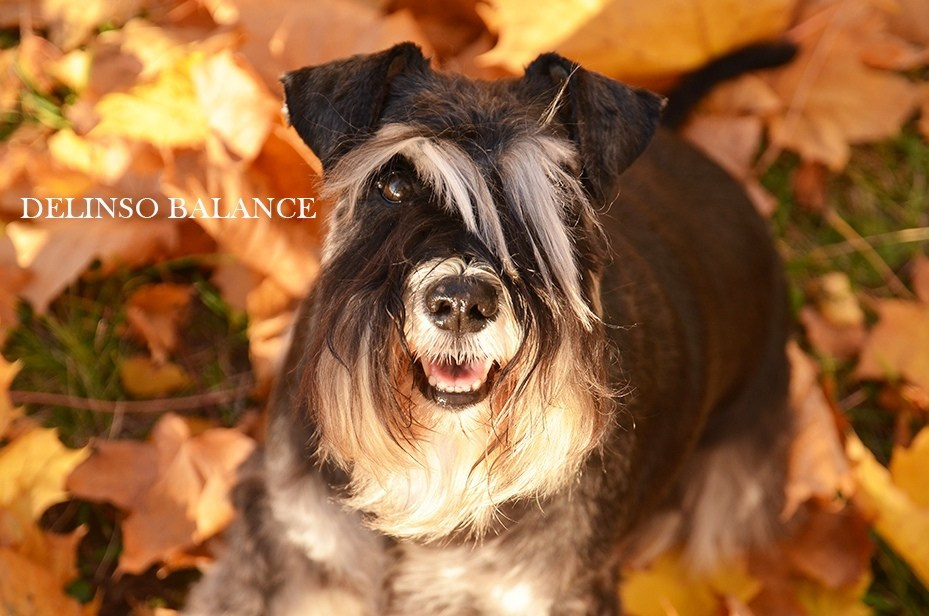 Питомник Делинсо Бэлэнс, щенки цвергшнауцера, купить щенка цвергшнауцера, питомник цвергшнауцеров, кобель цвергшнауцера для вязки, щенок цвергшнауцера, питомник цвергшнауцеров, черный с серебром, цверг, лучший питомник в беларуси, питомник цвергшнауцеров минск