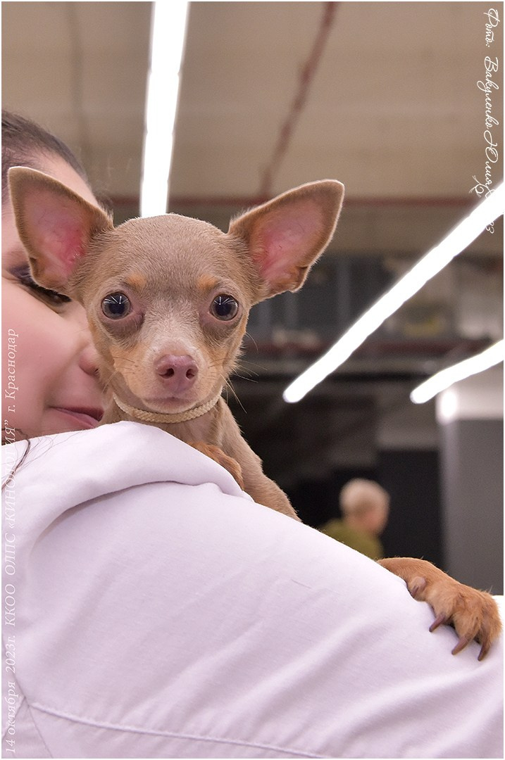 Репортаж. Фотограф анималист | семейный Юлия Вакуленко, г. Краснодар