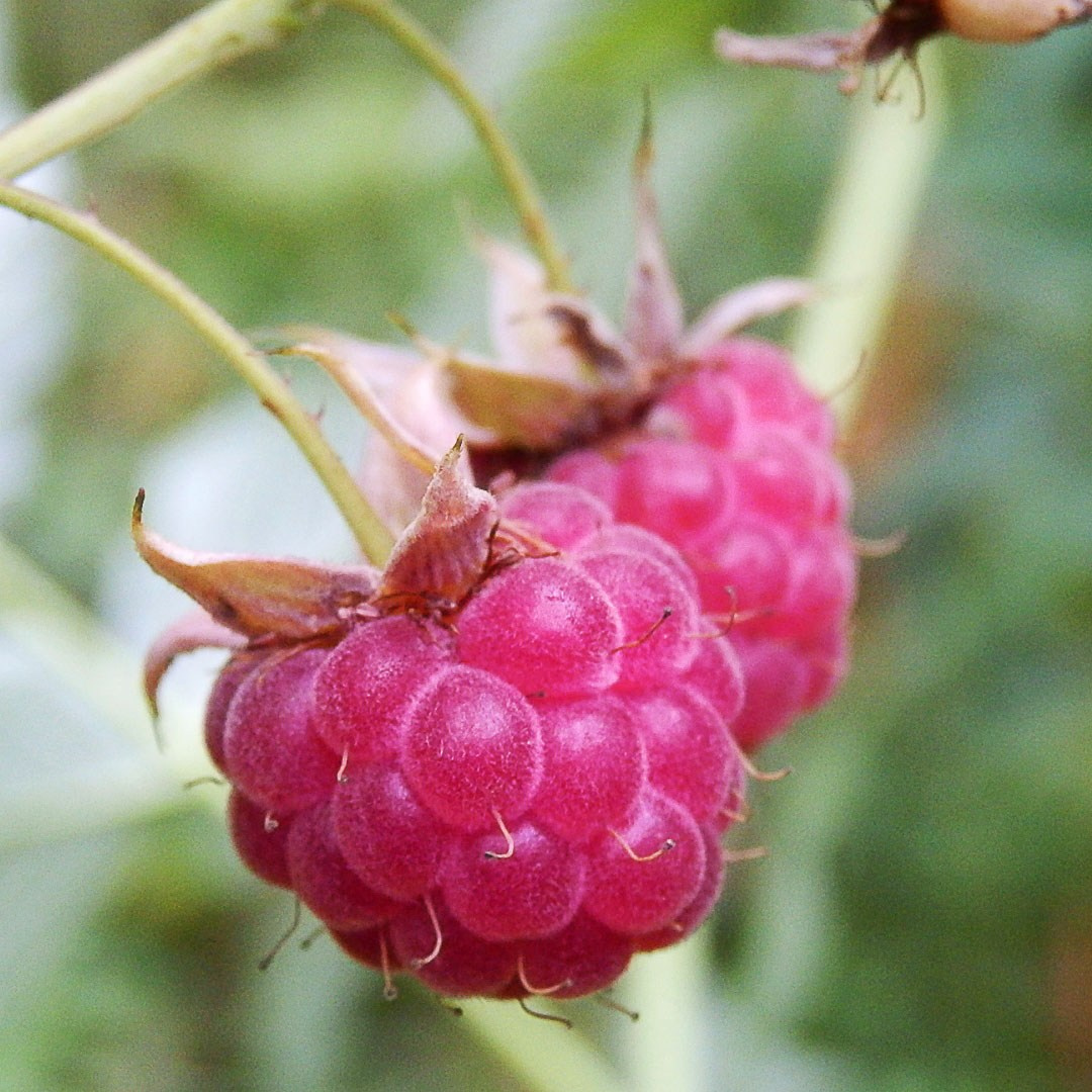 Кустарники. Природа севера