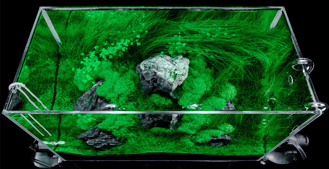 Проект Формы жизни. Home