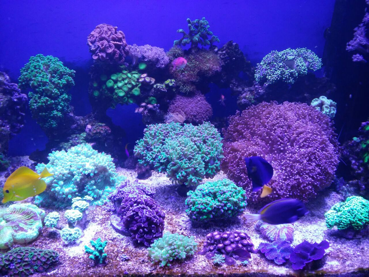 Морские аквариумы. Портфолио Максима Ерёмина. Аквариумист Максим Ерёмин. Aqua Maxim