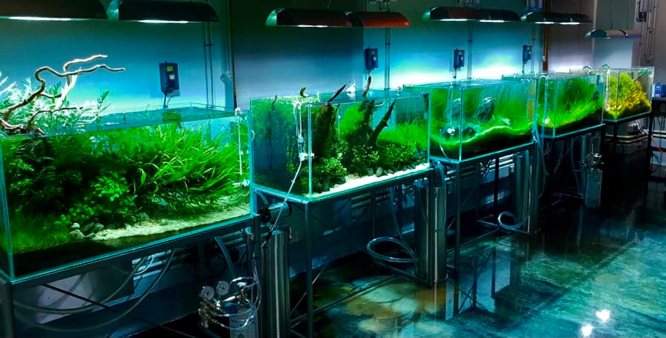 Проект Формы жизни. Home