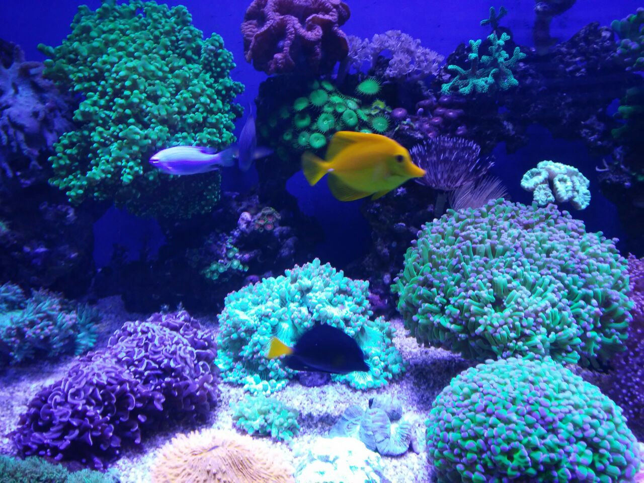 Морские аквариумы. Портфолио Максима Ерёмина. Аквариумист Максим Ерёмин. Aqua Maxim