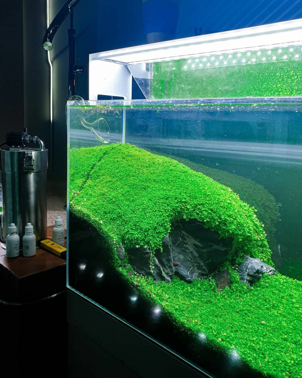 Проект Формы жизни. Home