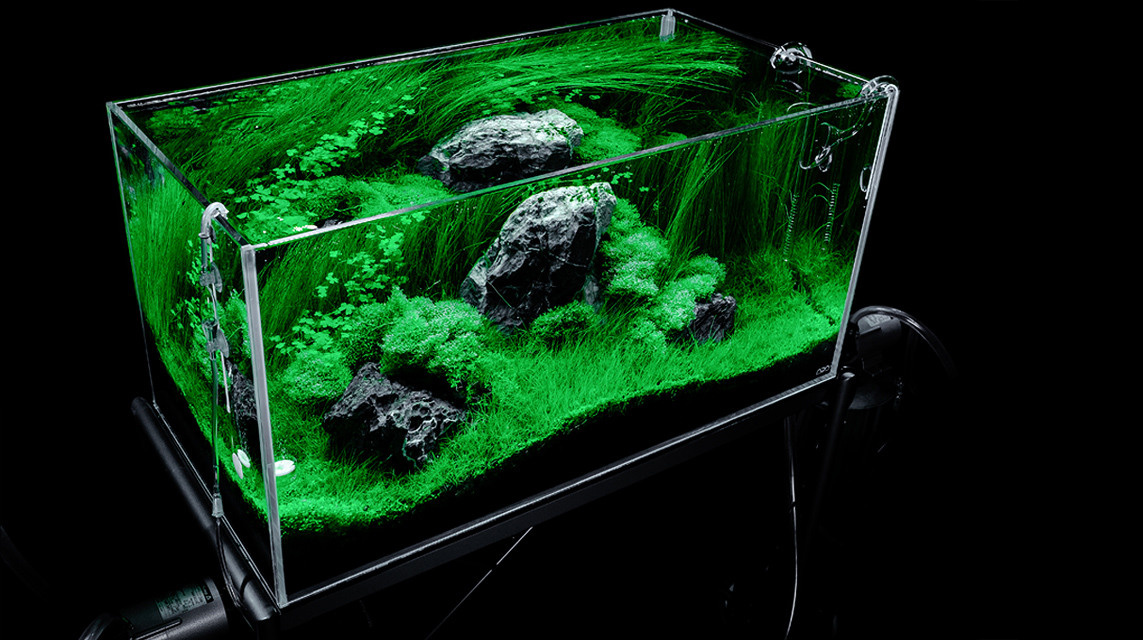 Проект Формы жизни. Home