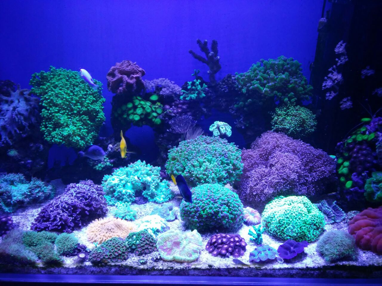 Морские аквариумы. Портфолио Максима Ерёмина. Аквариумист Максим Ерёмин. Aqua Maxim