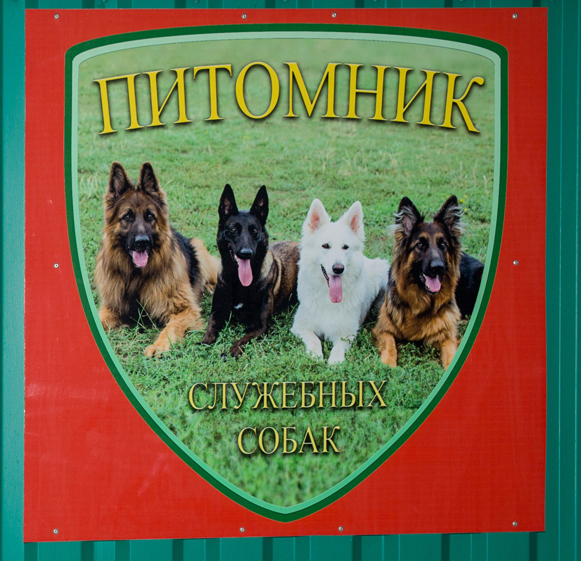 Фото животных. Профессиональный фотограф в Гродно и Республике Беларусь