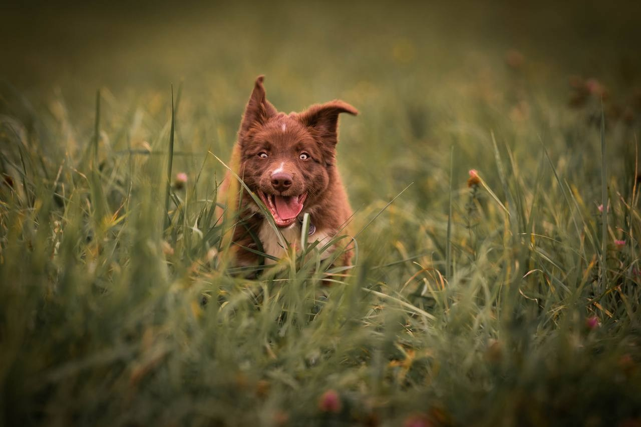Фритсвит. Семейный фотограф Ефремова Виктория