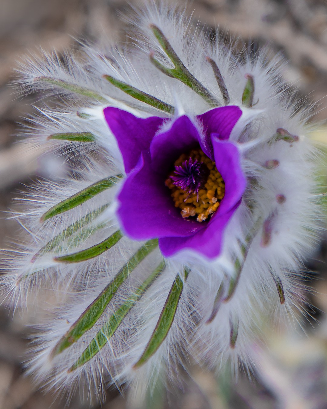 Сон —трава. Фотограф Севастополь/Крым Светлана Евтушенко