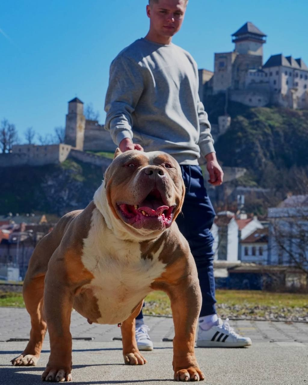 Mako’s GRANDBAR. Американские булли XL в г. Калининград. Питомник Great Bully UNIVERSE