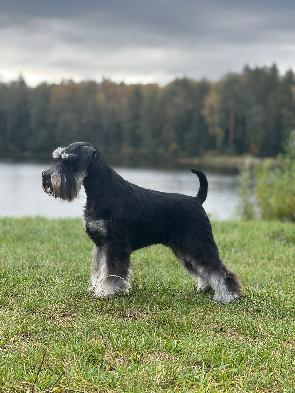 Харли/ Delinso Balance Ultima Gail. Питомник цвергшнауцеров в Беларуси «Делинсо Бэлэнс»