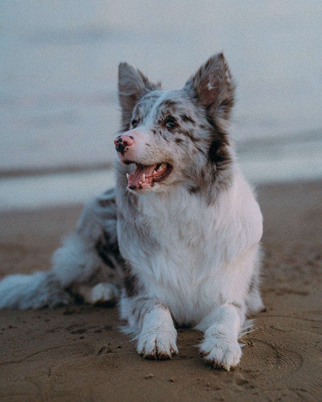 Света, Катрин и Умка. Фотограф анималист в Москве и Санкт-Петербурге Свиридова Анна