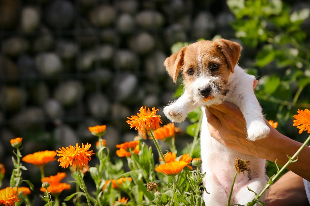 Джек рассел терьер купить.